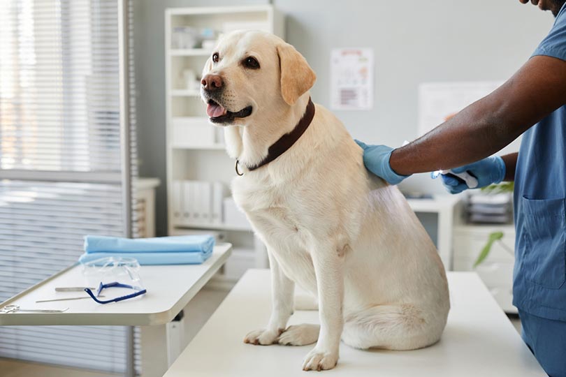 sick labrador dog in vet clinic