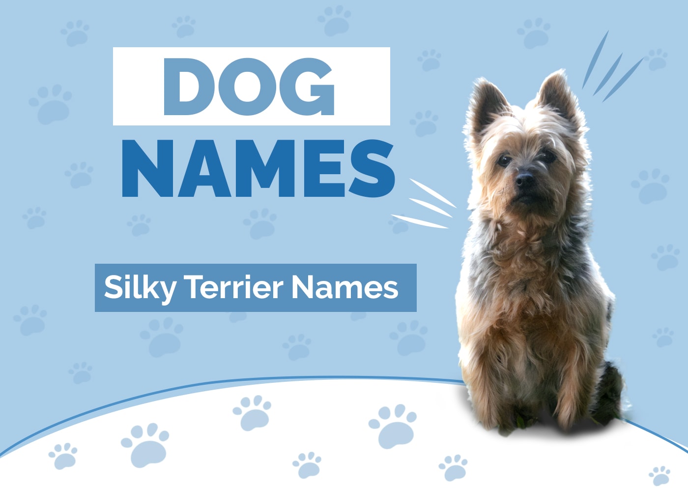 Names for Silky Terriers