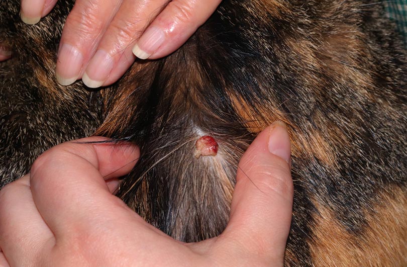 skin tumor on a female calico cat