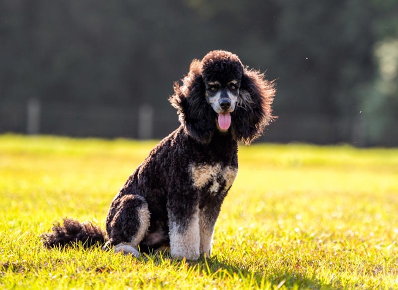 standard phantom poodle sitting on grass