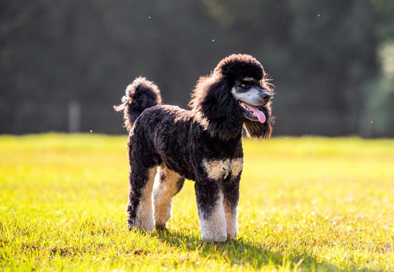 standard phantom poodle standing on grass