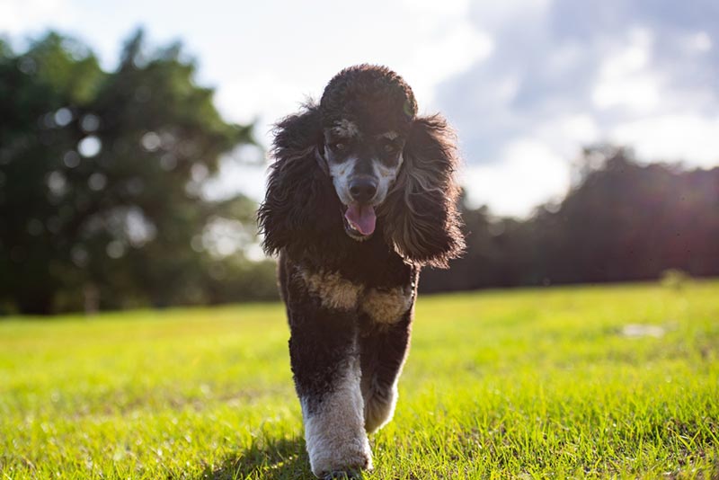 standard phantom poodle walking on grass