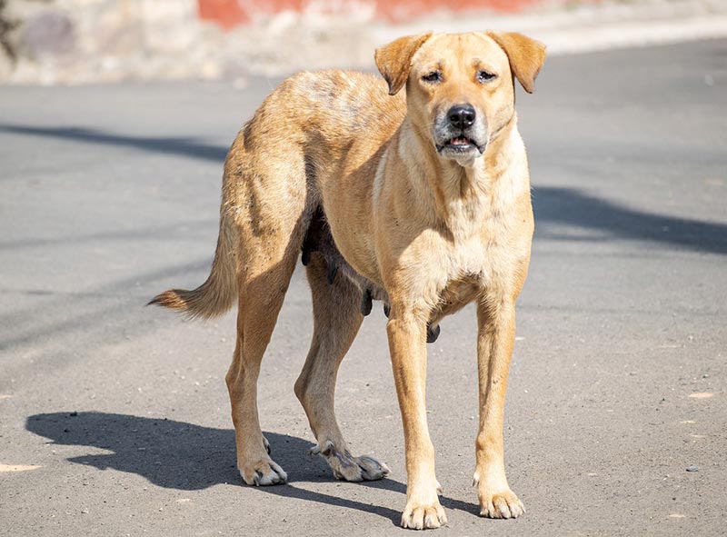 stray dog standing on the road