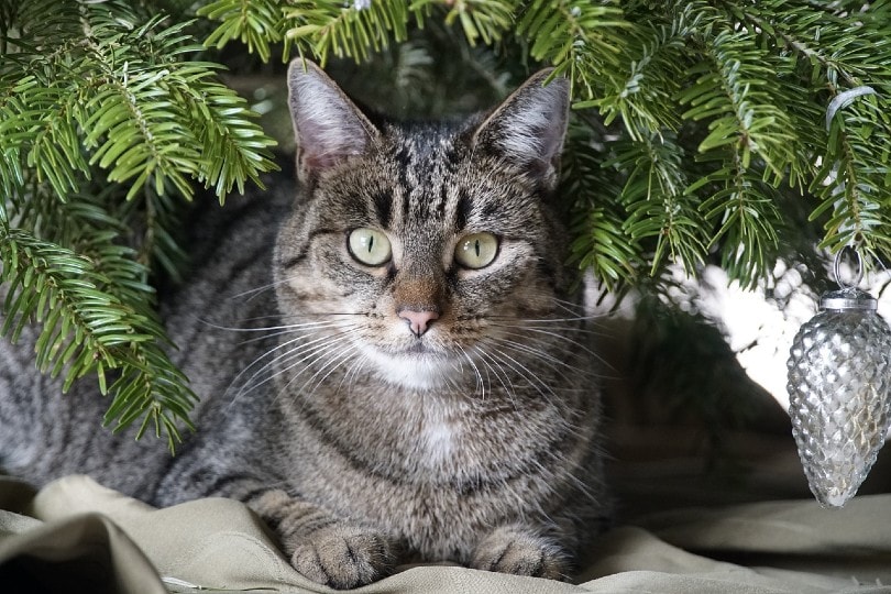 tabby cat under a christmas tree