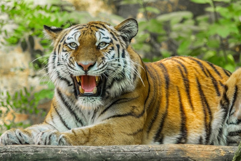 tiger opening its mouth