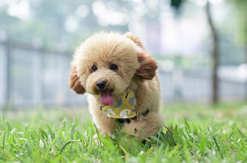 Average cost of discount a toy poodle