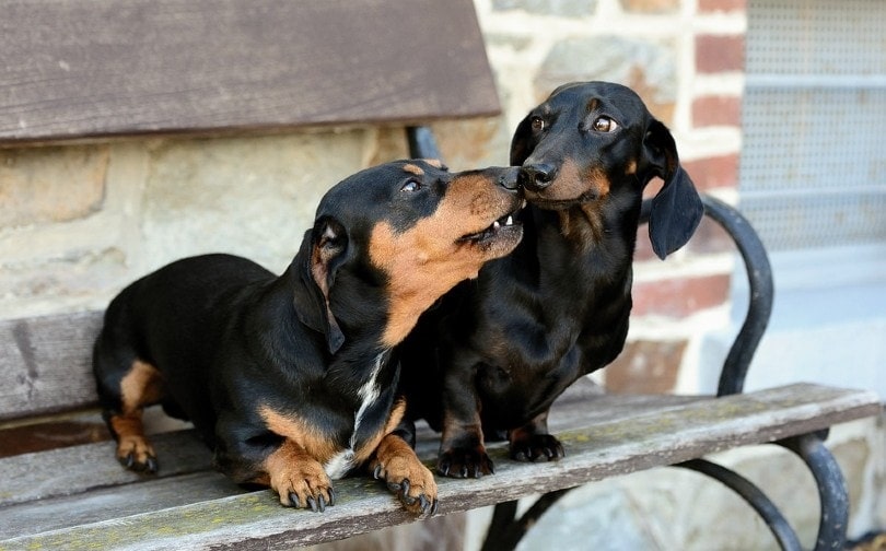 Dachshund in deals heat behavior