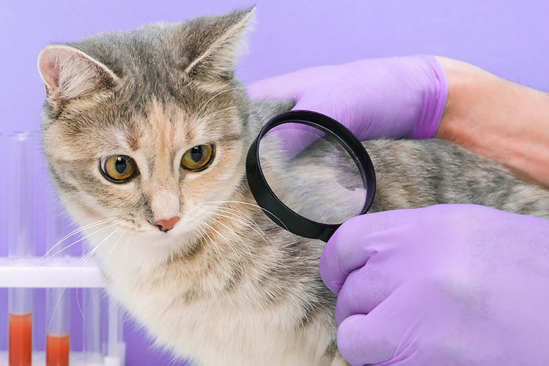 vet checking cat's skin