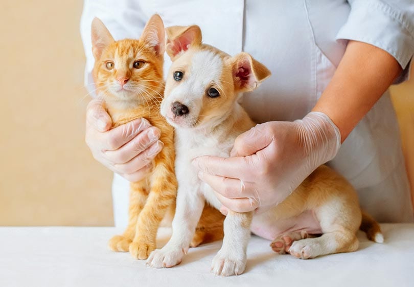 vet examining dog and cat