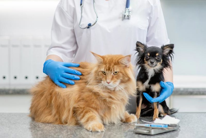 veterinarian holding cat and dog at veterinary clinic