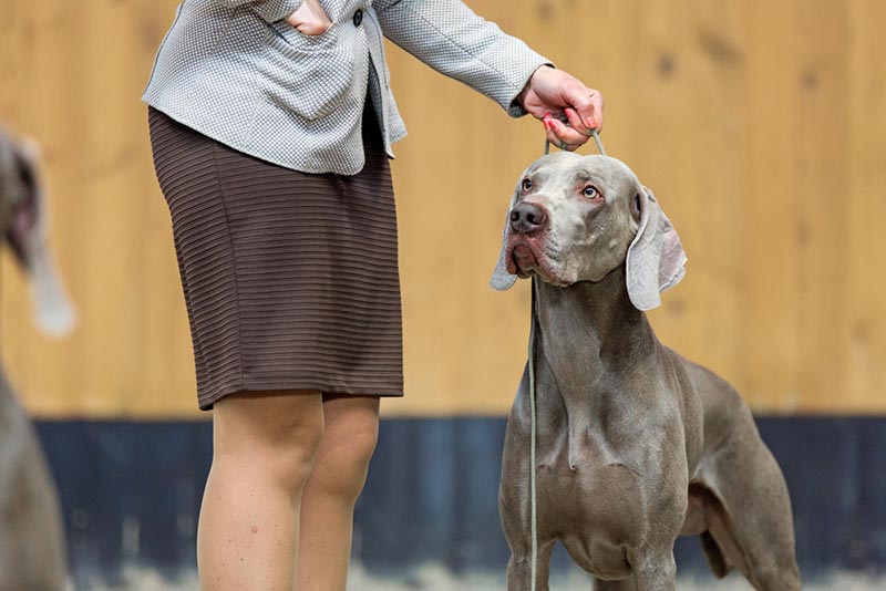 weimaraner at dog show with handler