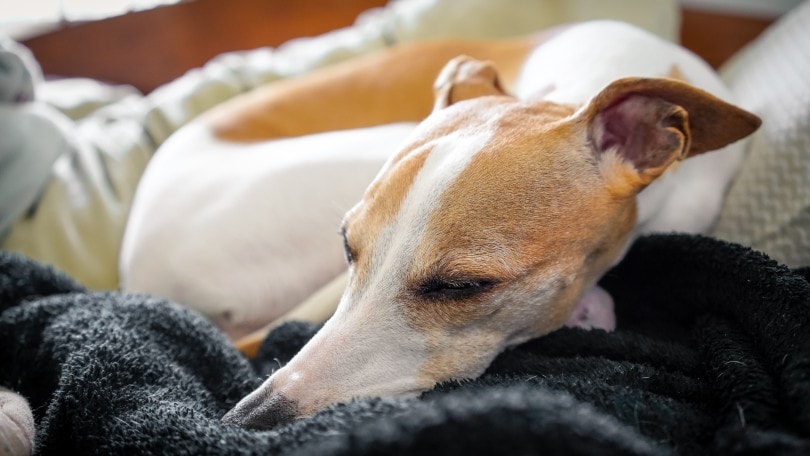 whippet dog sleeping peacefully