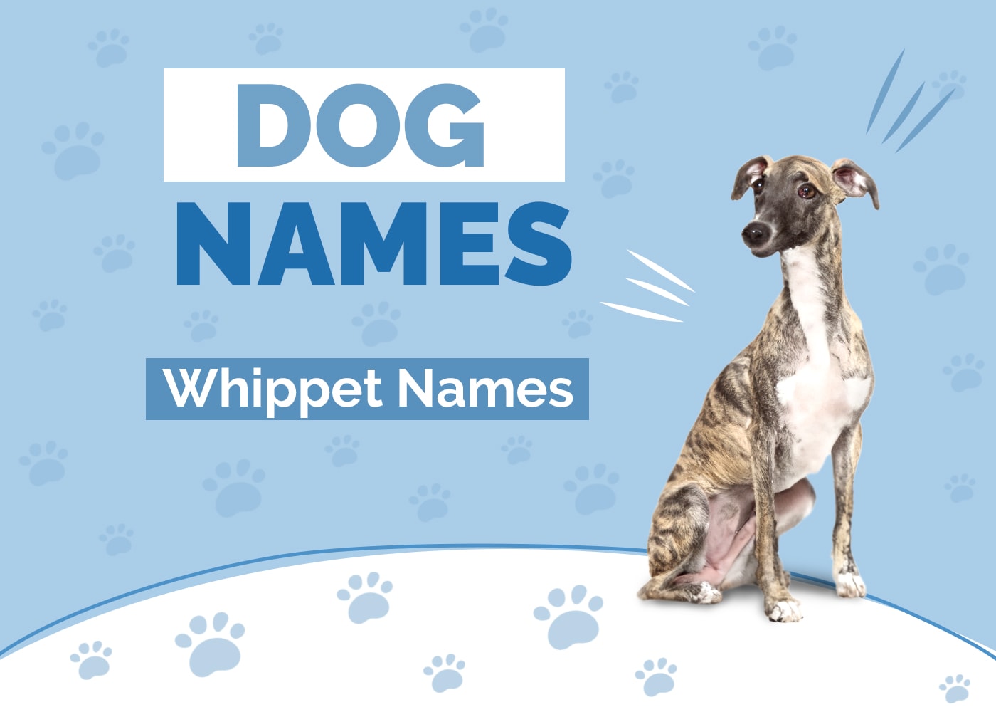 Names for Your Whippet