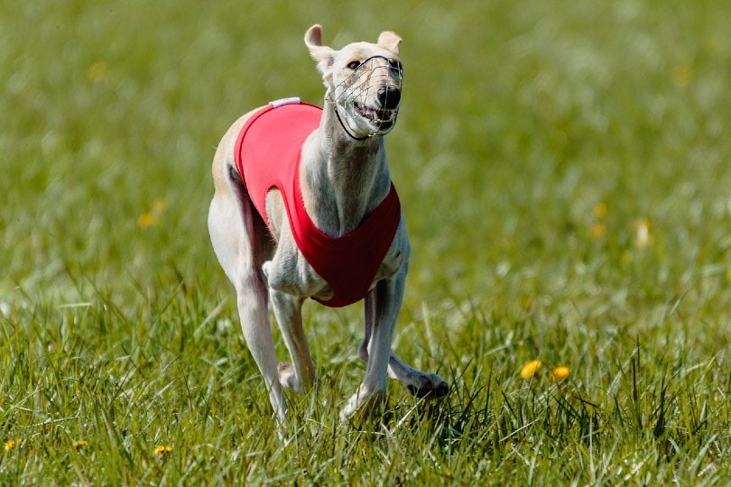 How fast can a whippet best sale dog run