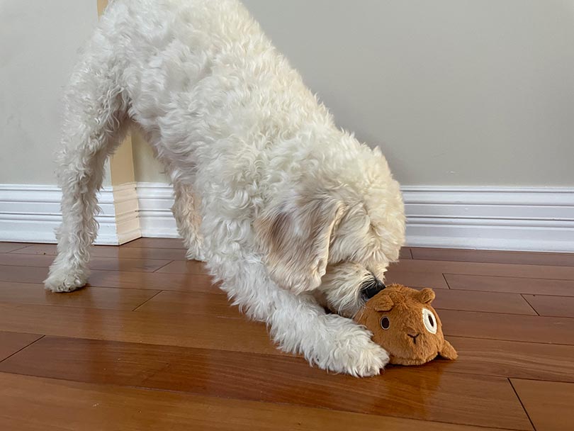 white dog playing with bark super chewer toy