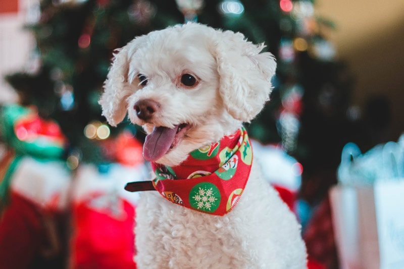 white dog wearing a bandana in front of christmas tree