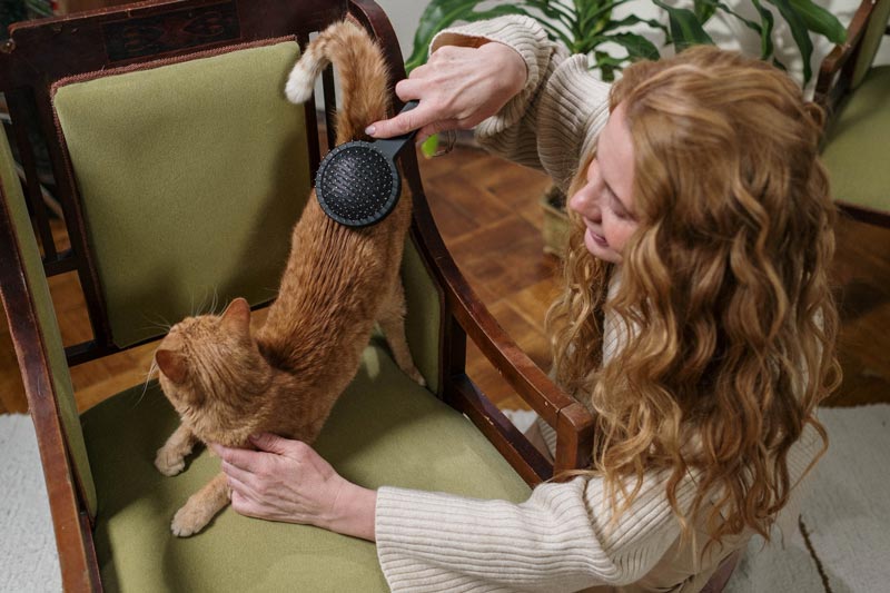 người phụ nữ chải một con mèo màu cam
