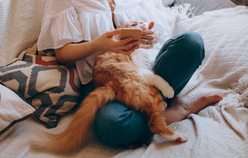 người phụ nữ cầm điện thoại vuốt ve con mèo màu cam và trắng trên đùi