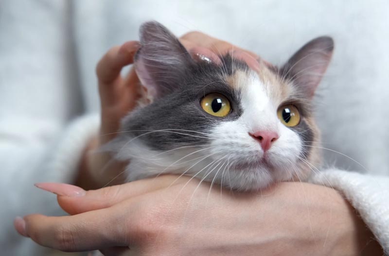 Primer plano de la carita de un gato siendo acariciada.