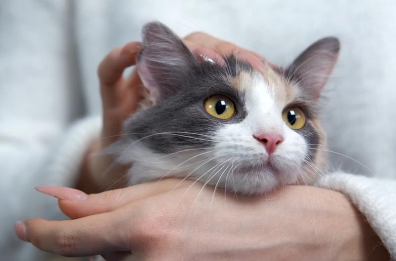 woman holding and stroking a cat purring woman holding and stroking a cat purring