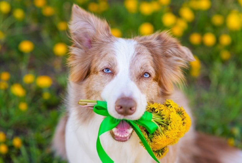 yellow australian shepherd in a field of flowers