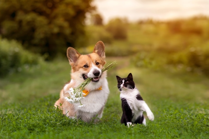 A corgi with flowers in its mouth and a cat walking