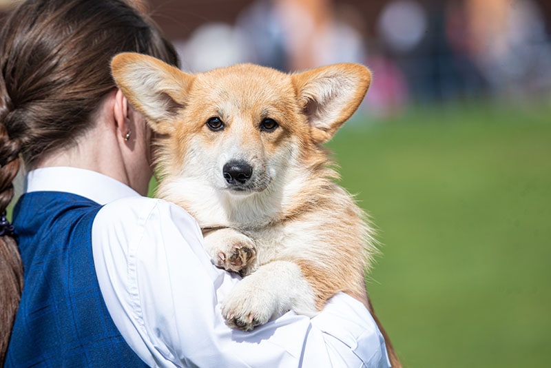 A girl holds a Pembroke Welsh corgi puppy in her arms