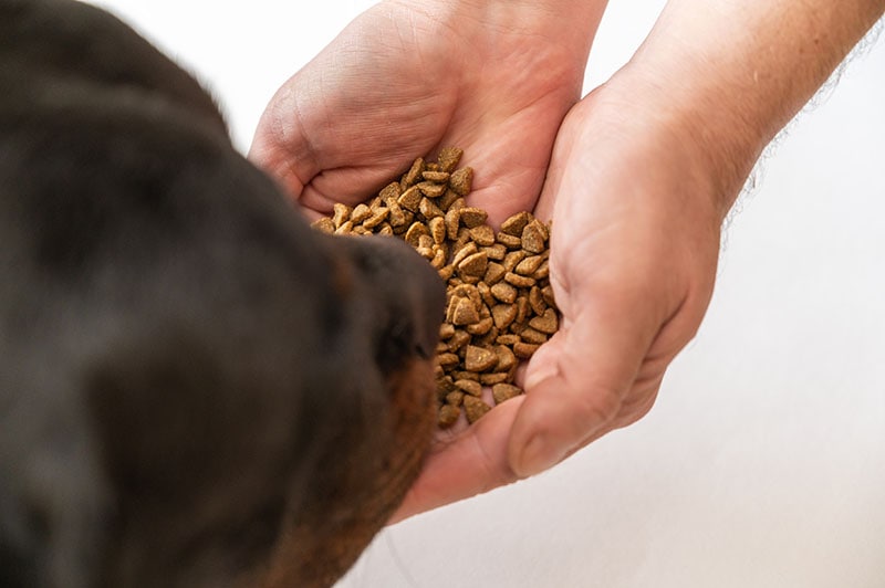A large black dog sniffs pet food in the open palms of a man's hands