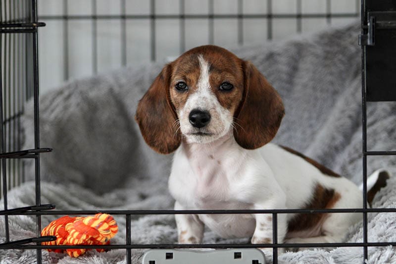 A miniature dachshund puppy that is sitting in a crate with the door open
