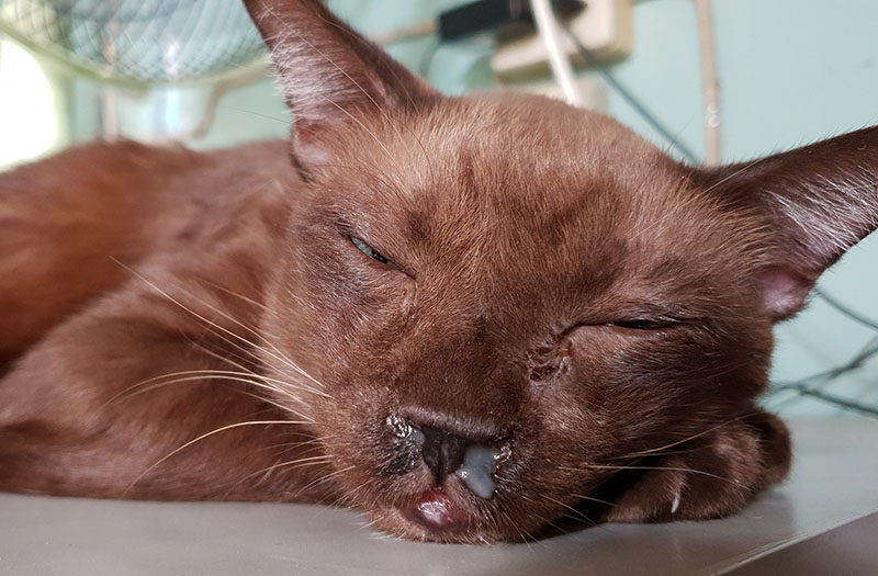 Một con mèo già màu nâu bị sổ mũi