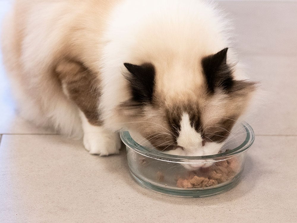 A-ragdoll-cat-eating-dry-food_Snowice_81_Shutterstock