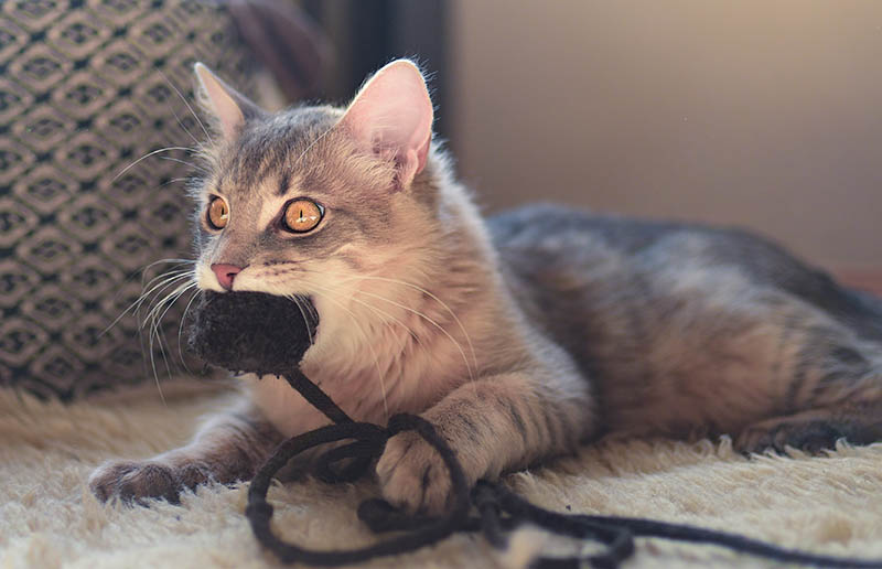 A small pet feline playfully chewing a soft cat toy