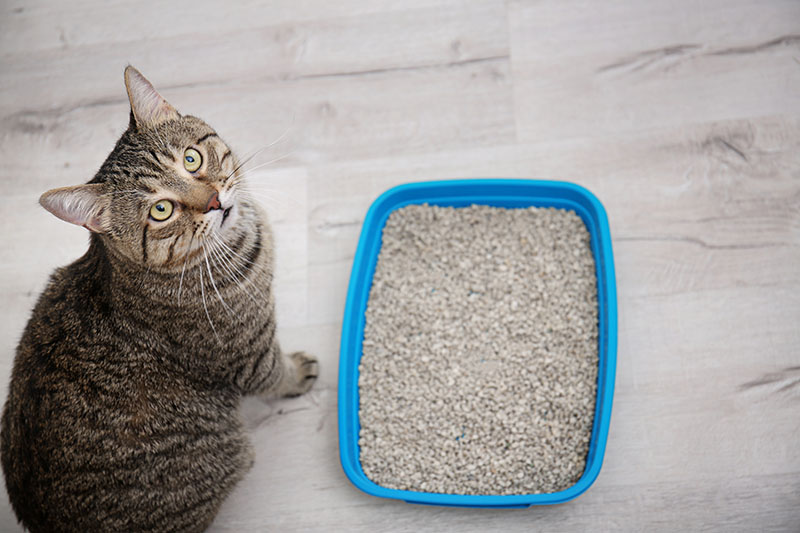 Adorable cat near litter tray indoors