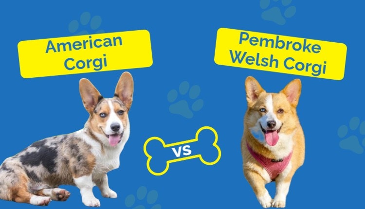 American Corgi vs. Pembroke Welsh Corgi _ Featured Image
