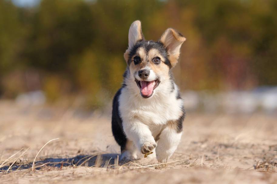 American Corgi