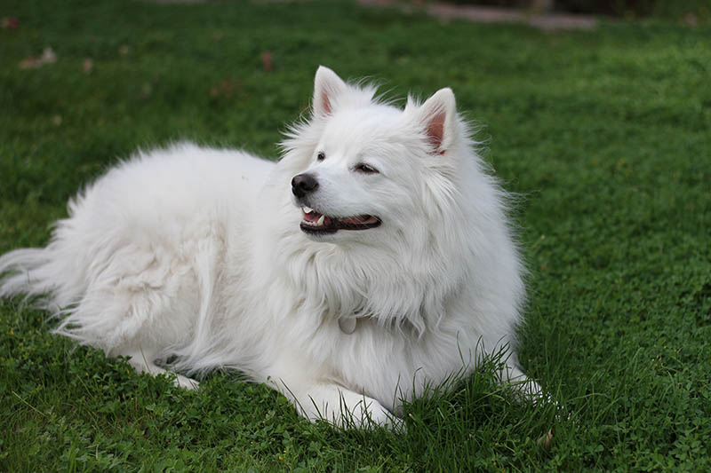 American Eskimo dog