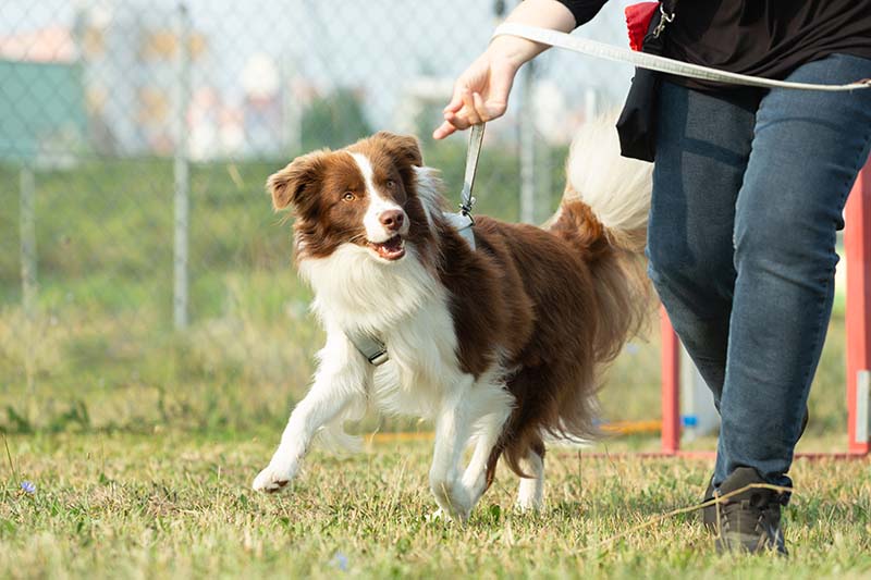 An australian shepherd dog is running on a green meadow in a dog zone