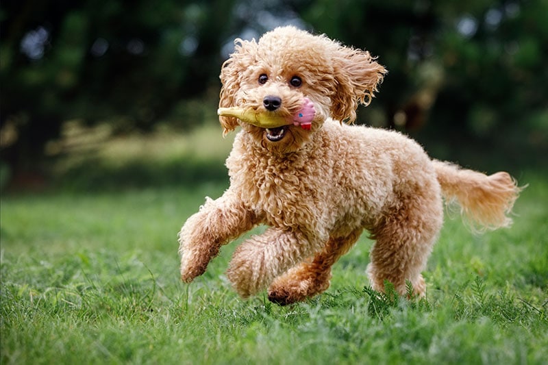 Apricot toy poodle frantically running towards the camera, very happy, playing, trained, on green grass in a park