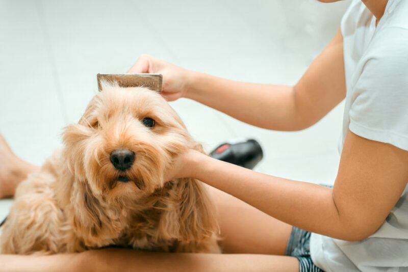 Asian woman owner grooming hair dryer to dry Cockapoo dog hair in house