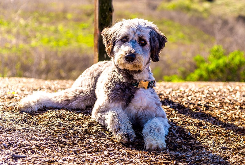 Aussiedoodle is a designer dog mix