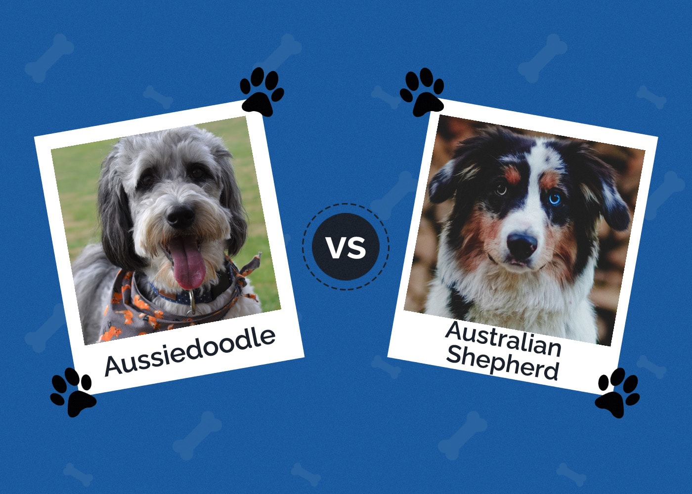 Aussiedoodle vs Australian Shepherd