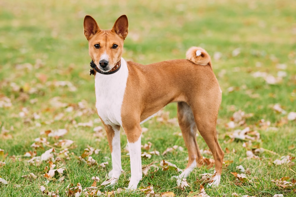 Basenji dog standing on grass outdoor