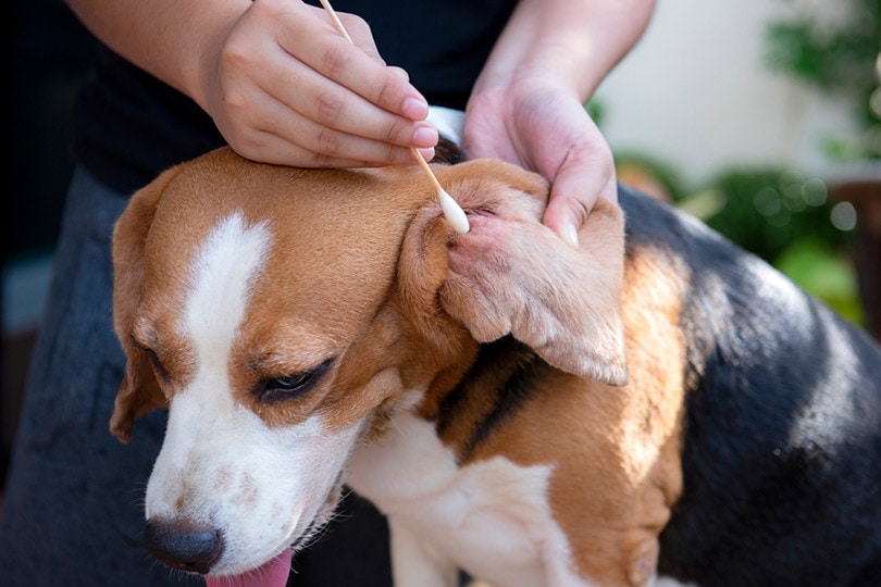 Beagle ear on sale cleaning solution
