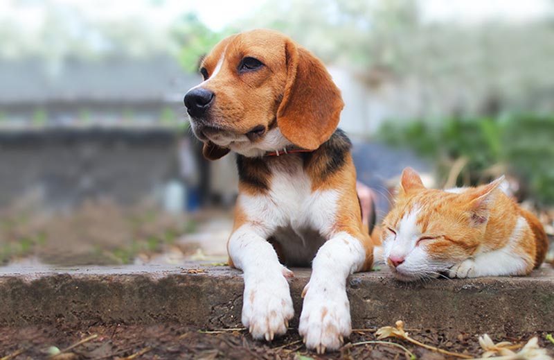 Beagle dog and brown cat lying together on the footpath outdoor in the park
