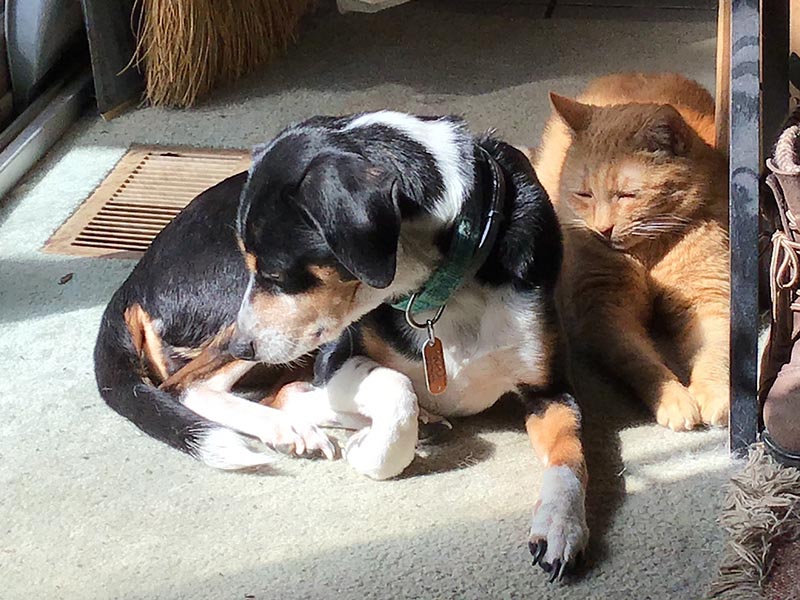 Beagle dog with cat