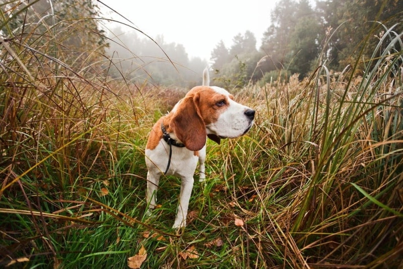 Beagle on a hunt