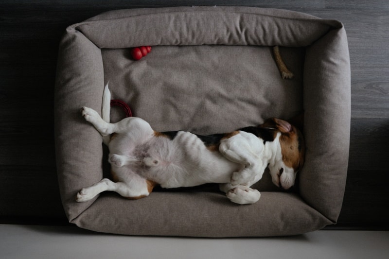Beagle sleeping in its bed