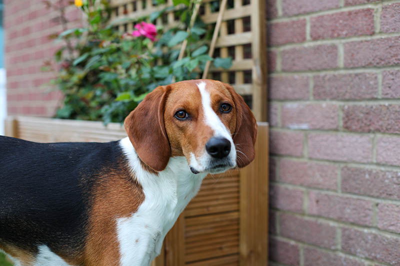 Beautiful female Kerry Beagle