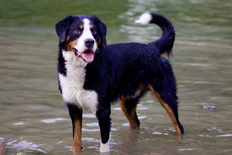 Bernese-Mountain-Dog-standing-on-water