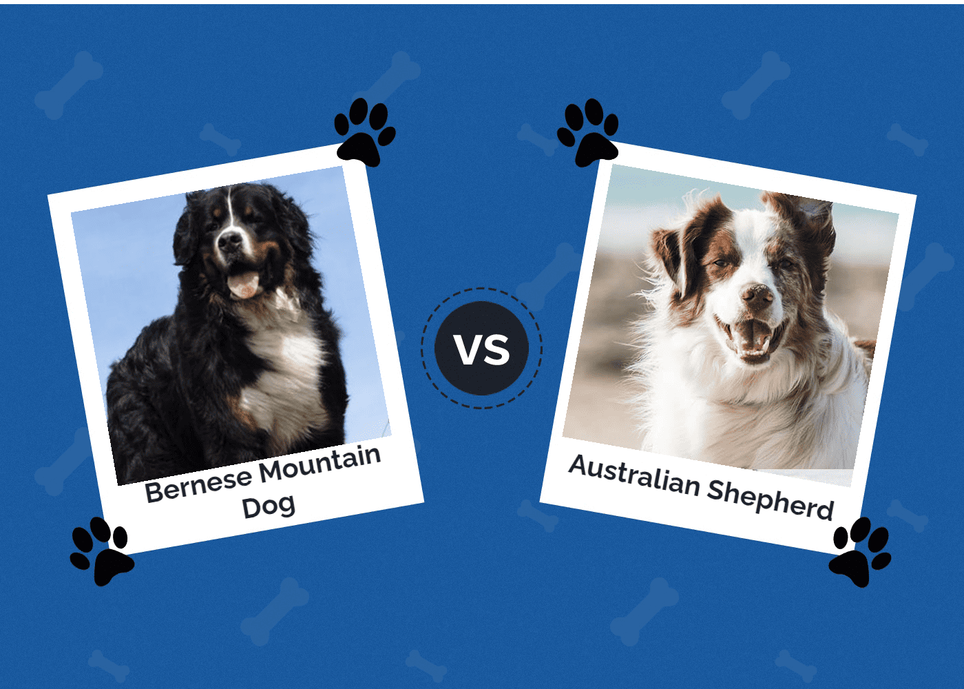 Bernese Mountain dog vs Australian Shepherd